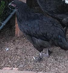 PUREBRED SILVER DEATHLAYER PULLETS - Photo 4