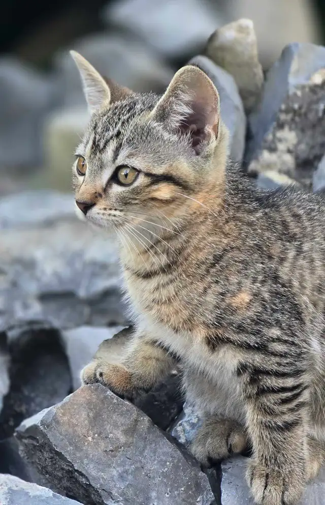 KITTENS, needing a forever home
