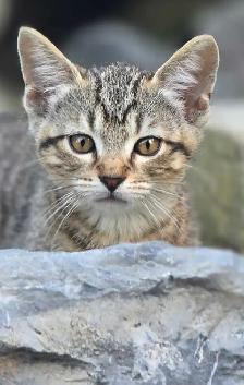 KITTENS, needing a forever home - Photo 2