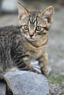KITTENS, needing a forever home - Photo 3