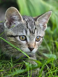 KITTENS, needing a forever home - Photo 4