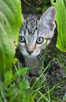 KITTENS, needing a forever home - Photo 5