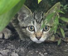 KITTENS, needing a forever home - Photo 6