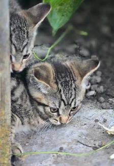 KITTENS, needing a forever home - Photo 7