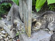 KITTENS, needing a forever home - Photo 8