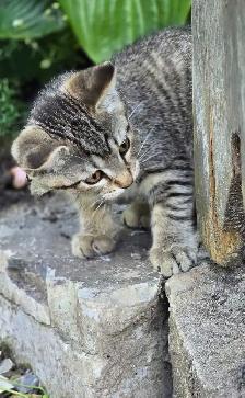 KITTENS, needing a forever home - Photo 9