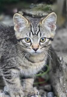 KITTENS, needing a forever home - Photo 10