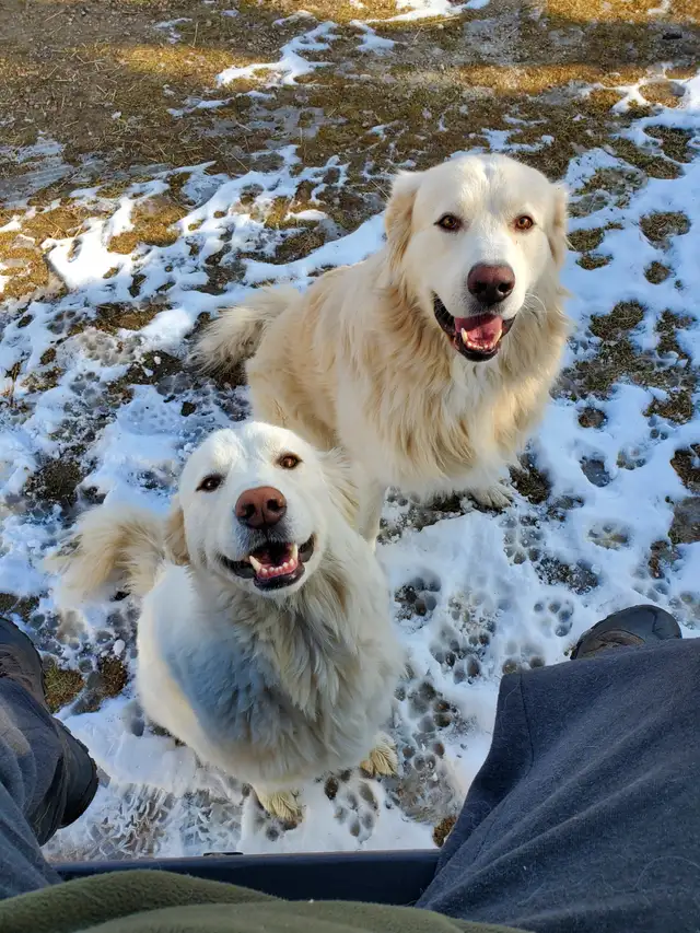 Great Pyrenees Male and Female