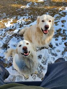Great Pyrenees Male and Female