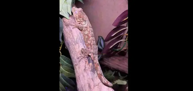 Female Chahoua Gecko – 2 Years Old With Complete