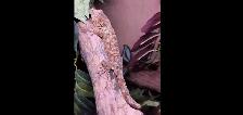 Female Chahoua Gecko – 2 Years Old With Complete