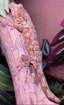 Female Chahoua Gecko – 2 Years Old With Complete - Photo 3