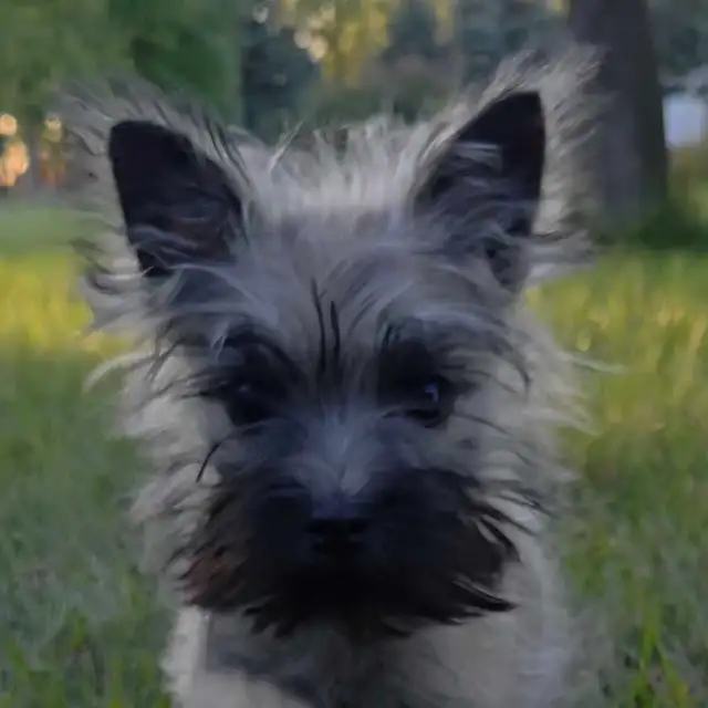 Cairn terrier puppy