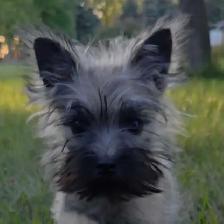 Cairn terrier puppy