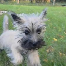 Cairn terrier puppy - Photo 2