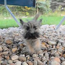 Cairn terrier puppy - Photo 3