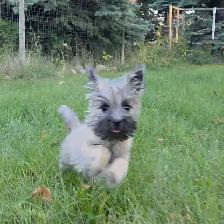 Cairn terrier puppy - Photo 4
