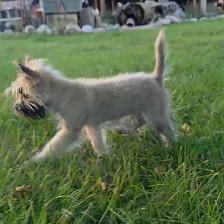 Cairn terrier puppy - Photo 5