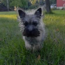 Cairn terrier puppy - Photo 6