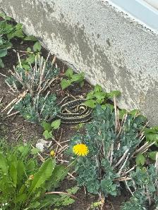 Pestcontrol ️ - Photo 10