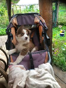 Border collie x auzi shepperd puppy