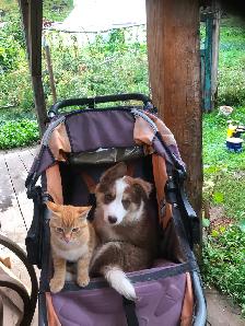 Border collie x auzi shepperd puppy - Photo 2