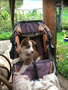 Border collie x auzi shepperd puppy - Photo 3