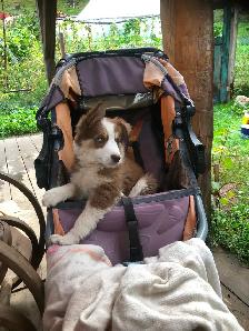 Border collie x auzi shepperd puppy - Photo 4