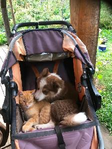 Border collie x auzi shepperd puppy - Photo 5