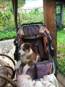 Border collie x auzi shepperd puppy - Photo 6