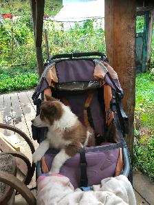 Border collie x auzi shepperd puppy - Photo 7