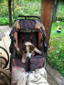 Border collie x auzi shepperd puppy - Photo 8