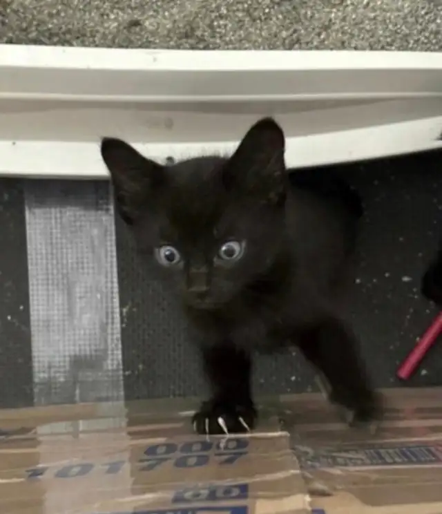 Kitten For Sale 2 Kitten left NOW AVAILABLE
