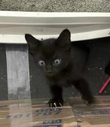 Kitten For Sale 2 Kitten left NOW AVAILABLE