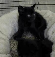 Kitten For Sale 2 Kitten left NOW AVAILABLE - Photo 2
