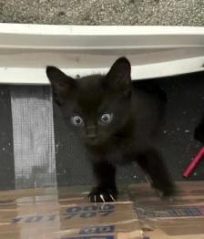 Kitten For Sale 2 Kitten left NOW AVAILABLE - Photo 3