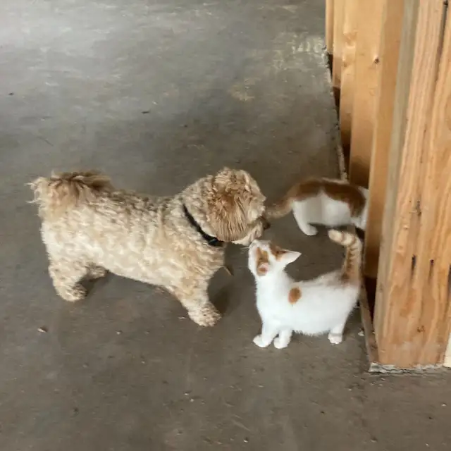 ONLY 3 LEFT! Playful Kittens