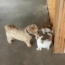 ONLY 3 LEFT! Playful Kittens
