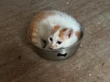ONLY 3 LEFT! Playful Kittens - Photo 2