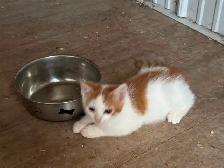 ONLY 3 LEFT! Playful Kittens - Photo 3