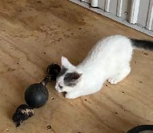 ONLY 3 LEFT! Playful Kittens - Photo 4