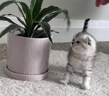 Scottish fold and straight kitten
