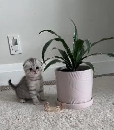 Scottish fold and straight kitten - Photo 2