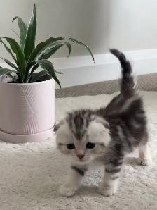 Scottish fold and straight kitten - Photo 4