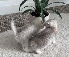 Scottish fold and straight kitten - Photo 7