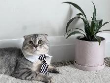 Scottish fold and straight kitten - Photo 8
