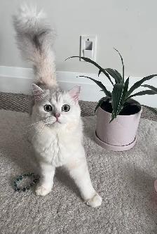 Scottish fold and straight kitten - Photo 9
