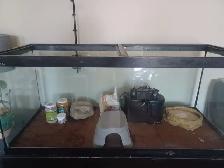 Tank for reptiles