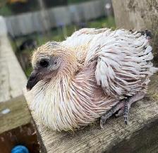PET BABY PIGEONS DOVE PIGEON BIRD - Photo 3