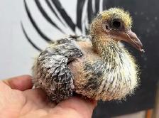 PET BABY PIGEONS DOVE PIGEON BIRD - Photo 4
